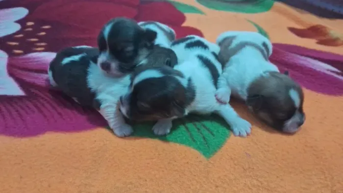 Vendo filhotes de Lhasa apso