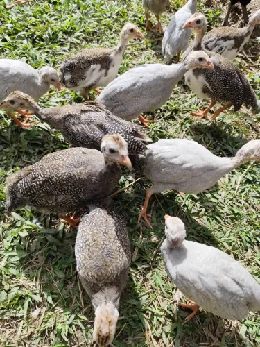 Galinha angola