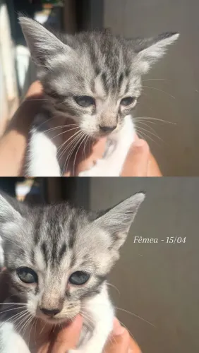 GATINHOS PARA ADOÇÃO RESPONSÁVEL - ENTREGO<br>