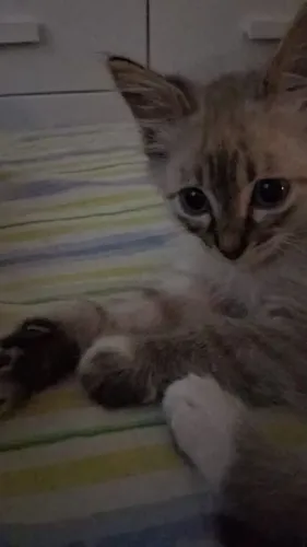Gato ragdoll macho filhote