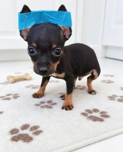 Lindos Filhotes de Pinscher