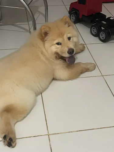 Cachorro chow chow 