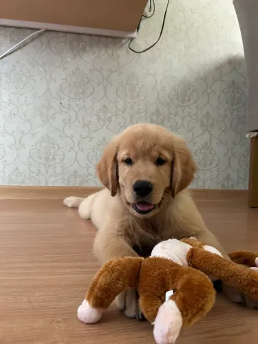 Filhote de Golden retriever 