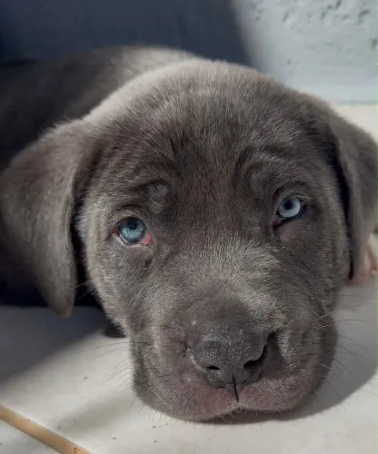 Cane Corso filhote 