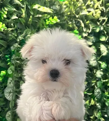 maltês perfeita