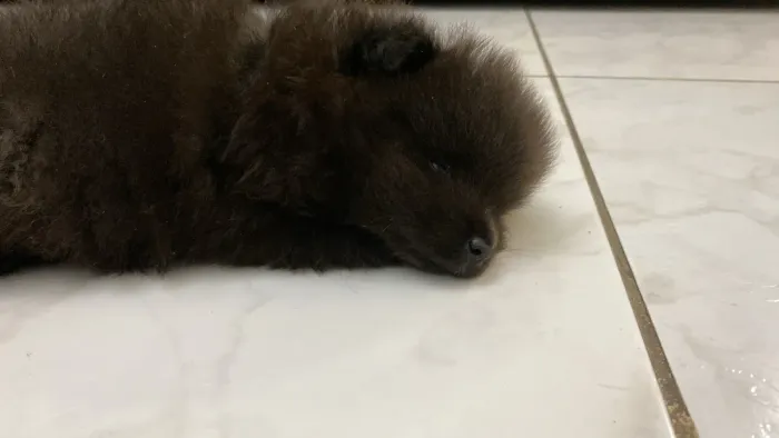 Cachorro