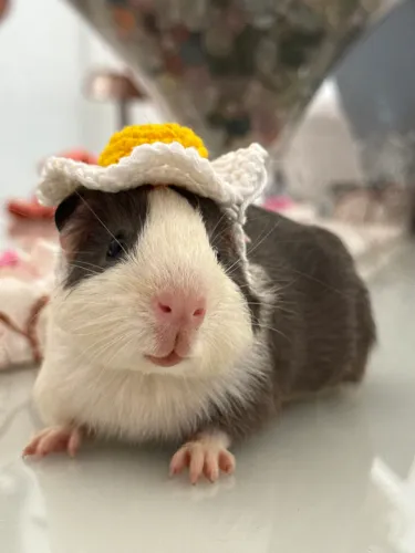 Porquinho da índia