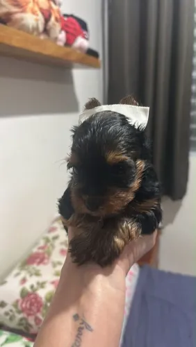 Filhote Yorkshire Terrier, Seus dias nunca mais serão os mesmos com um novo amigo peludo!
