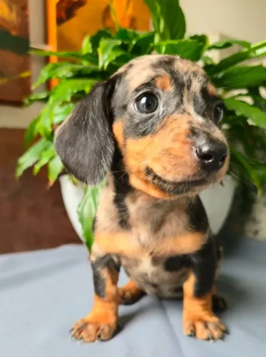 Um salsichinha na sua história ? filhotes de Dachshund