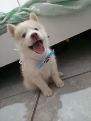 Filhotes de Husky Siberiano