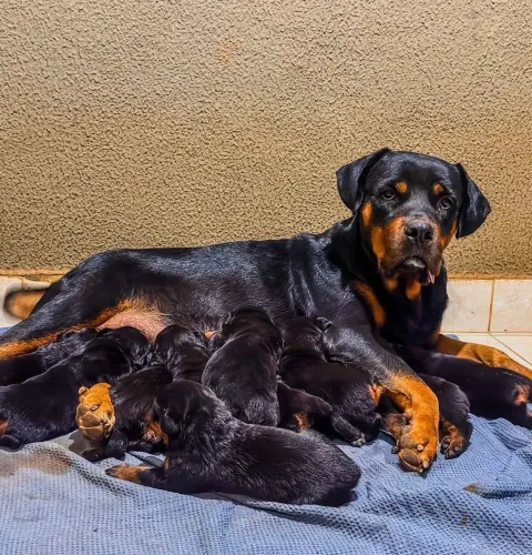 Filhote Rottweiler