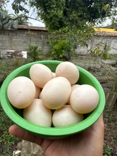 Ovos de Patos Galados (Dúzia)