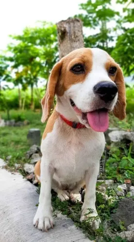 Beagle Conheça esse novo doguinho lindo