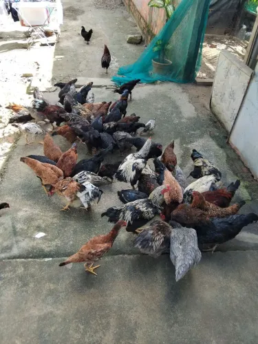 Galinha de capoeira 50 reais