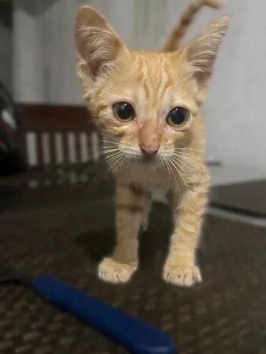 Gato