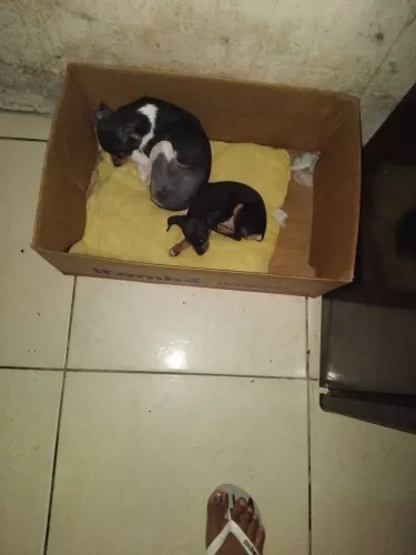 Pinscher miniatura pai zero