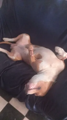 Doa se pit monster