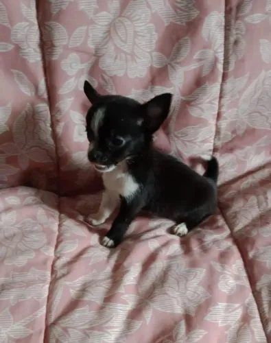 Chihuahua 