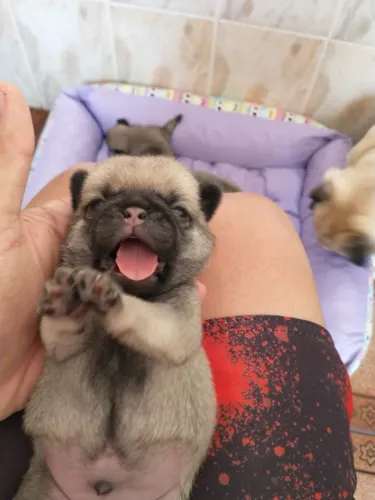 Pug mine Filhotinhos Disponíveis 