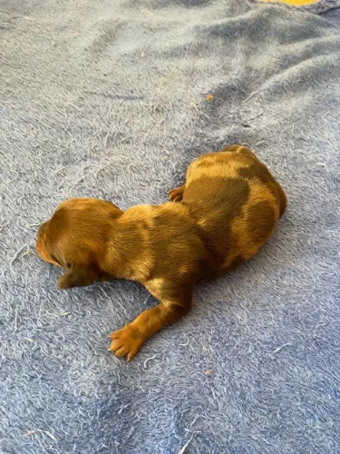 Daschund  filhote basse 