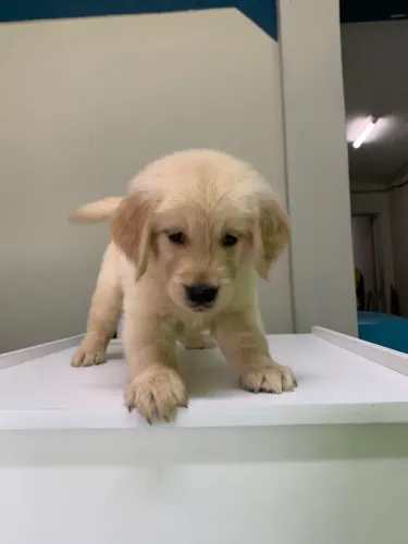 Golden