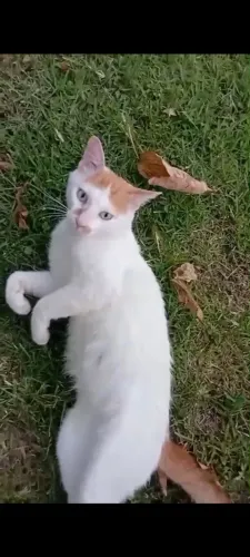 Gatinho lindo para adoção responsável