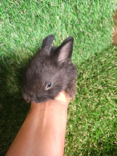 Mini coelho