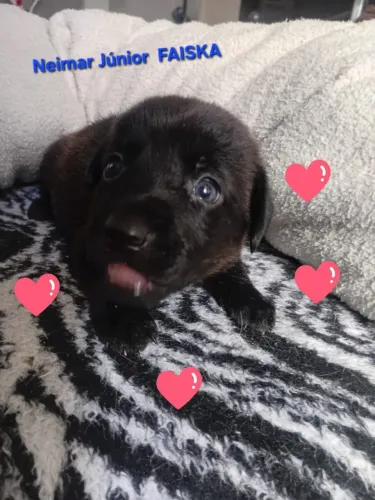 Cachorrinhos para doação 