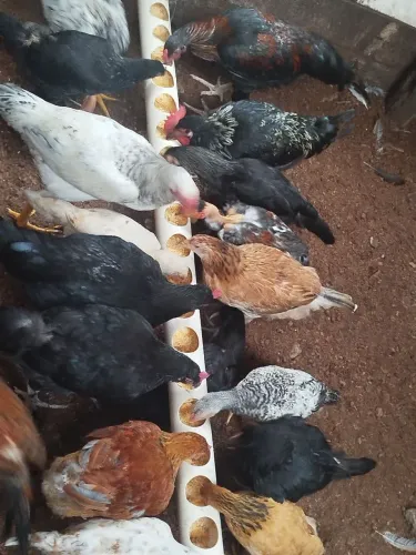 Fraginho várias raças