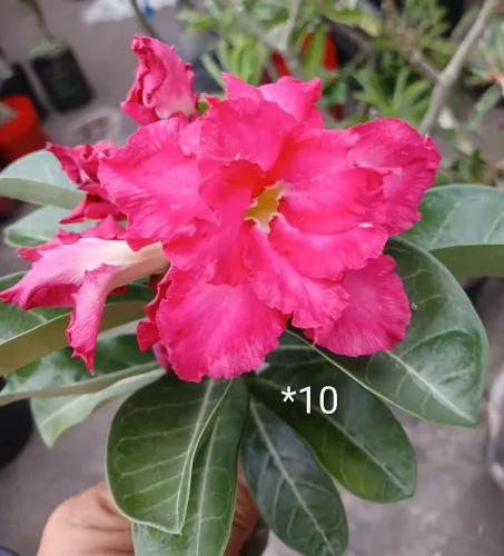 ROSA DO DESERTO