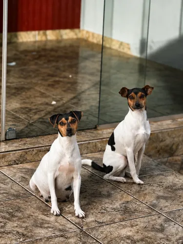 Filhotes de Fox Paulistinha / Terrier Brasileiro puros