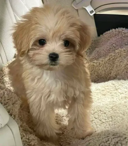 Filhote Maltês, Nada como um amiguinho peludo para tornar sua vida mais feliz!