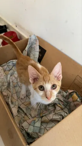 Gatinho filhote pra adoção 