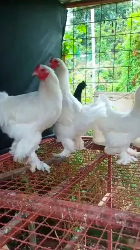Casal de galinhas Brahma
