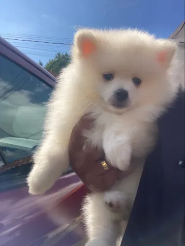 Imperdível , Lulu da pomerania!