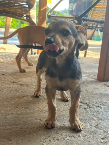 Pinscher N1 2meses