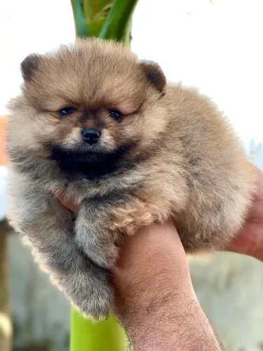 Spitz alemão filhote, padrão anão (macho)