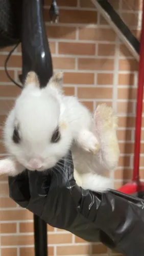 Coelhos macho e fêmea filhote