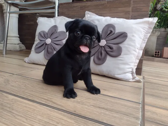 Pug macho Preto 