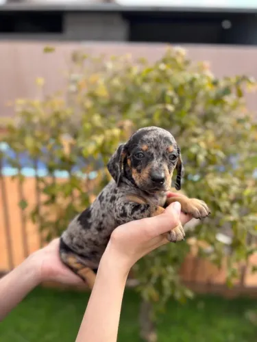 Dachshund fêmea arlequim