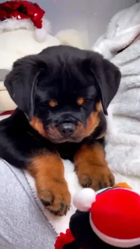 FILHOTES DE ROTTWEILER DISPONÍVEIS