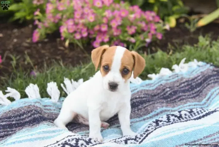 ?Jack Russell filhotes lindos - entrega imediata?