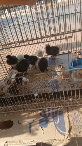 Pintinhos caipira 