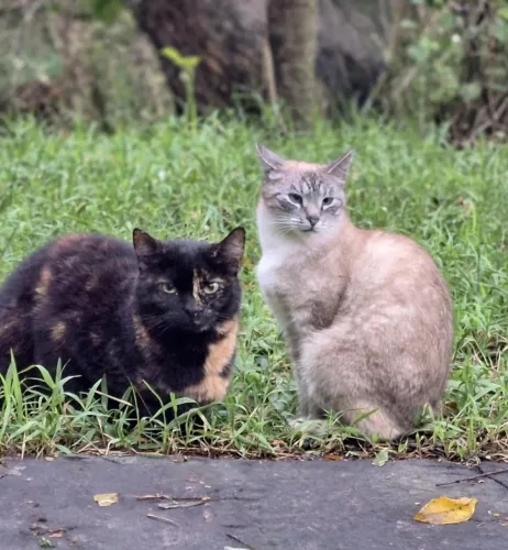 Adoção gatinhas 4 anos, castradas, leia o texto