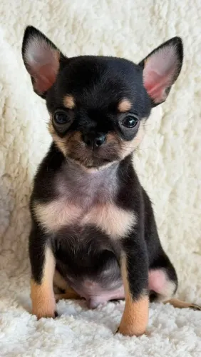 Chihuahua. Um menino micro de pelinhos curto Preto e castanho