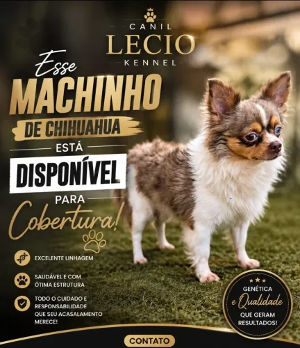 Macho de chihuahua disponível para cobertura