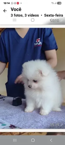 Filhotes de spitz alemão anão micros