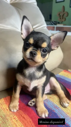 CHIHUAHUA MACHO PELO CURTO