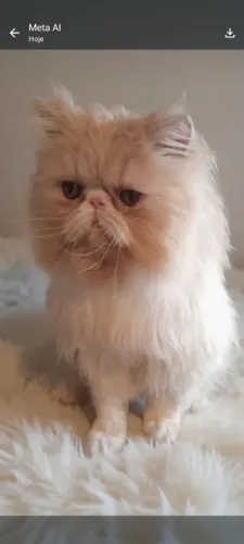 Gato persa bicolor creme extreme