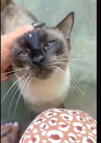 Gatinho Siamês lindo para adoção